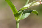 Sticky catchfly